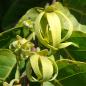 Preview: Ylang Ylang I EO BIO