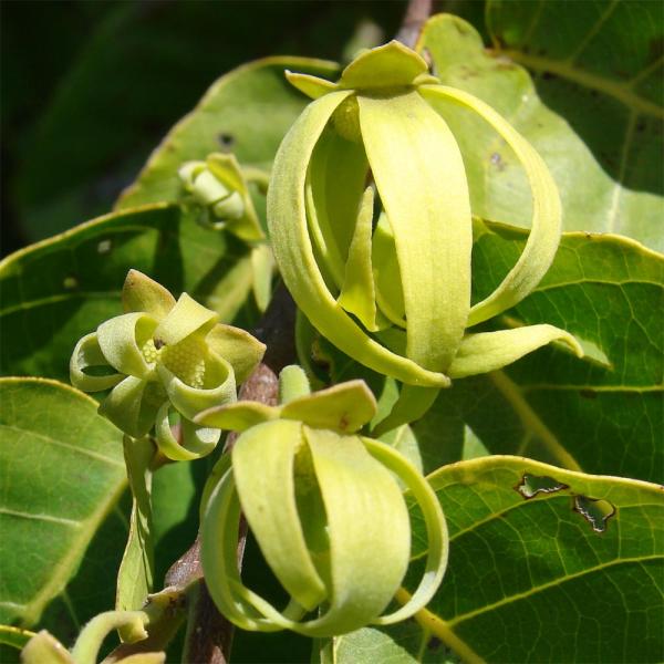 Ylang Ylang I EO BIO